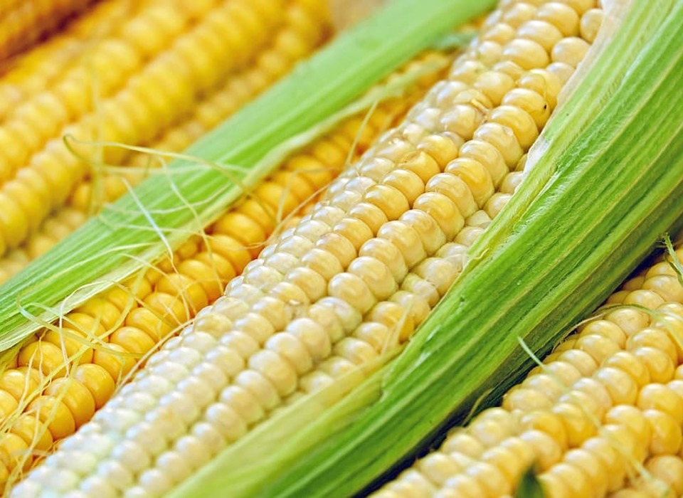 Волгоградцам врачи рекомендуют есть кукурузу для зрения и печени