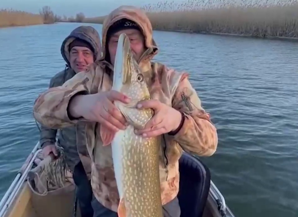 Впечатляющих размеров щуку выловил рыбак из реки Волга