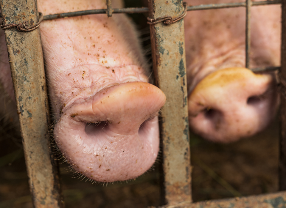 В Волгоградской области предотвратили отравление опасной свининой