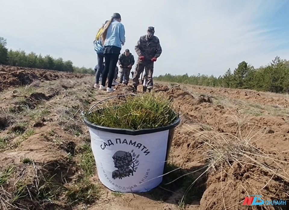 В Волгоградской области в рамках акции «Сад Памяти» высадили миллион деревьев