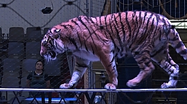 Цирк Багдасаровых: репетиция. Как дрессировщики укрощают тигров • Давайте жить дружно, выпуск от 17 февраля 2020