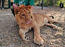 В зооцентре «Дино» под Волгоградом появился еще один львенок