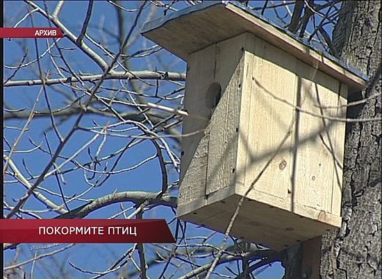 В Волгоградской области стартовала акция «Покормите птиц».