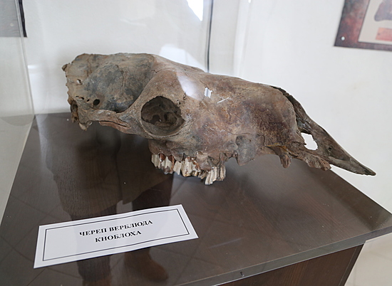 В музее Старая Сарепта жителям и гостям Волгограда покажут череп верблюда