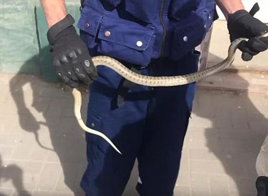На западе Волгограда обнаружена ядовитая змея