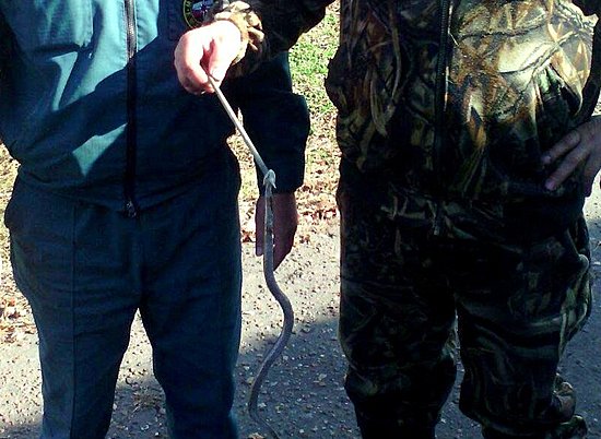 Во дворе на юге Волгограда горожане обнаружили змею