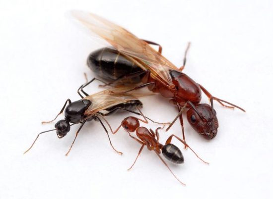 Жители Волгоградской области отбиваются от гигантских крылатых муравьев
