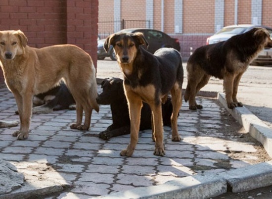 Под Волгоградом бродячие собаки покусали 10 селян