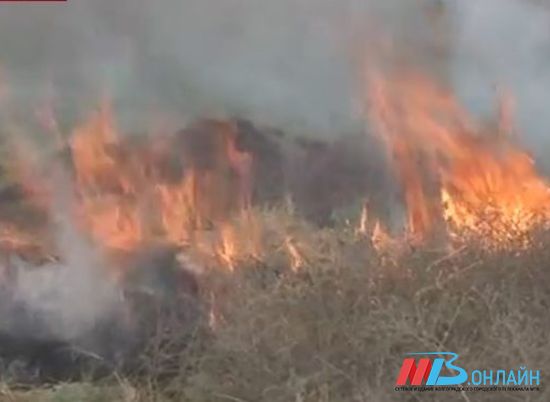 В Волгоградской области усилят охрану лесов от пожаров