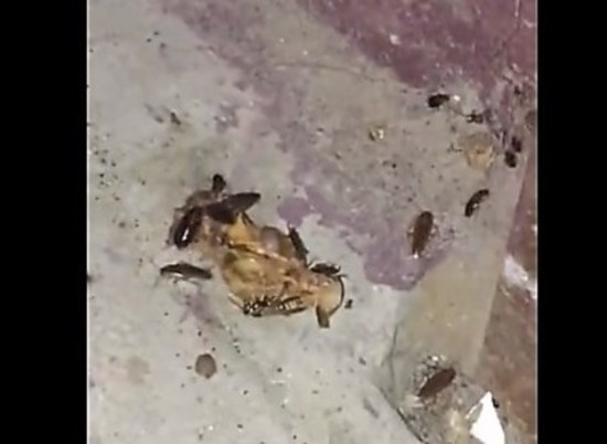 В Волгограде многоэтажку атакуют полчища тараканов