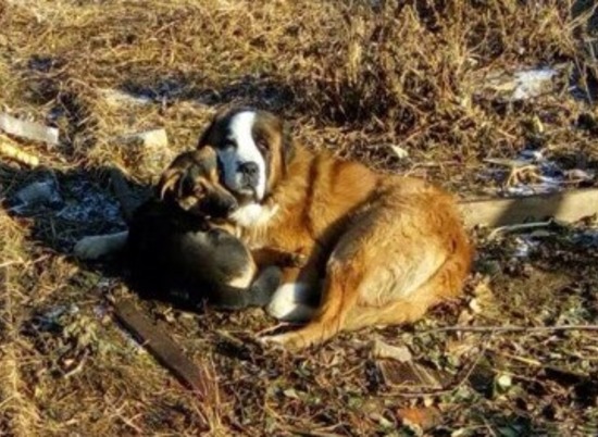 Волгоградский пес-охранник пригрел щенка