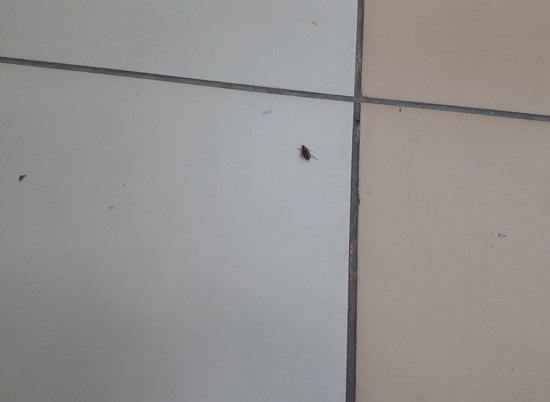 Волгоградцы шокированы тараканами в крупных торговых центрах