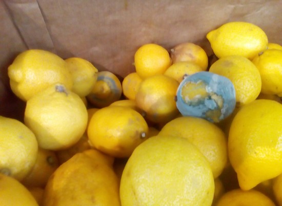 Волгоградцам предлагают покупать голубые лимоны