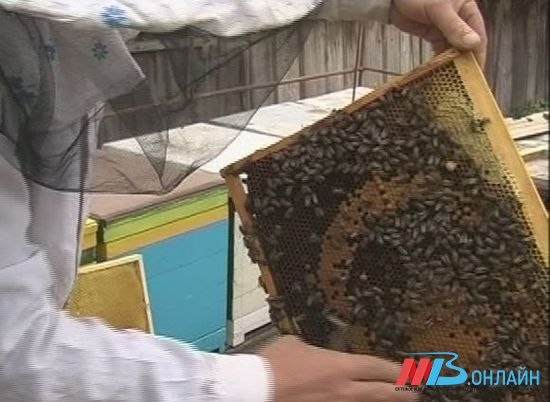 В Волгоградской области появится Совет пчеловодов