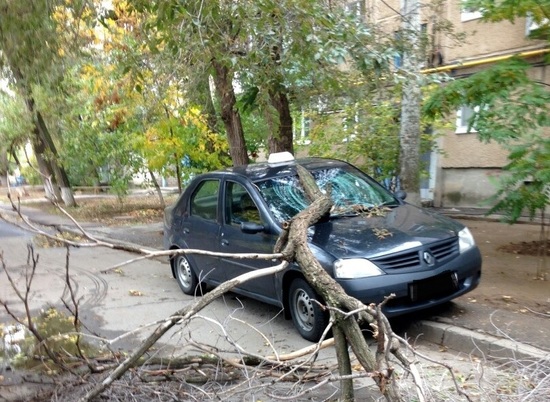 В Волгограде дерево рухнуло прямо на авто