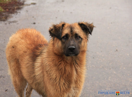 Сотрудники нескольких офисов в Волгограде спасали сбитого машиной пса