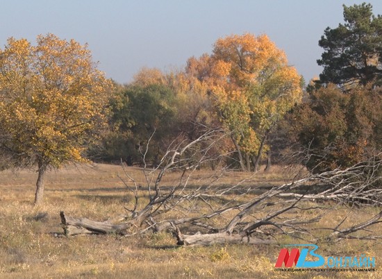 Житель Волгоградской области вырубил лес на 2 млн 667 тысяч рублей