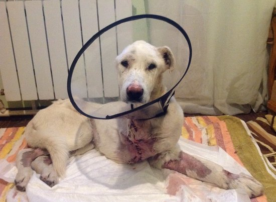 В Волгограде зоозащитники собирают деньги на лечение раненого пса