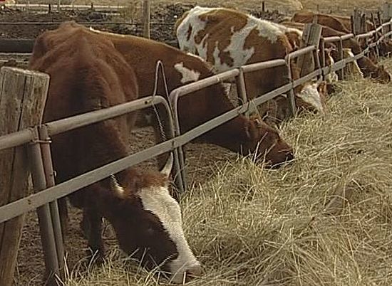 Волгоградская область стала третьей в ЮФО по производству продукции животноводства