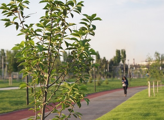 За два года Волгоград украсили почти 106 тысяч деревьев и кустарников