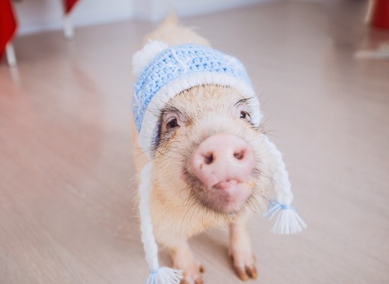 Свинья в шапке