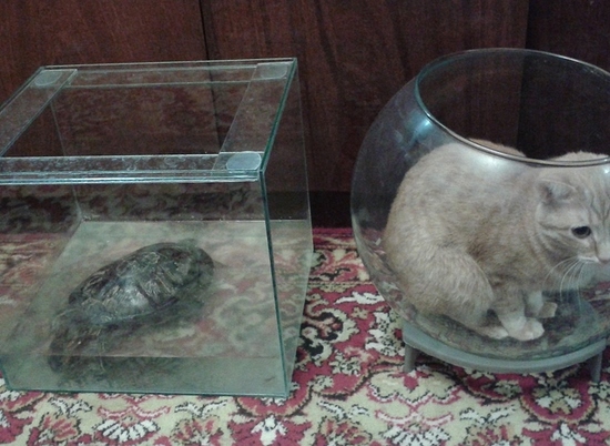 Кот с именем бога Олимпа живет в аквариуме
