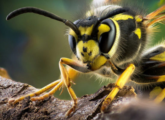 Волгоградцы смогут укреплять иммунитет ядом осы