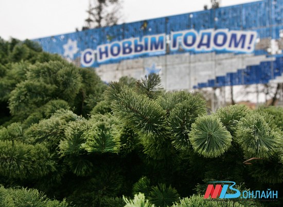 К празднику в Волгограде установят и нарядят более 25 новогодних елок
