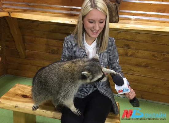 В Волгограде обезьяны и енот попытались отобрать у корреспондента МТВ микрофон