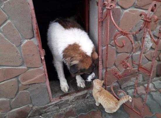 Волгоградский котенок подружился с грозной собакой