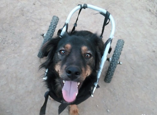 В Волгограде собака в инвалидной коляске ищет дом