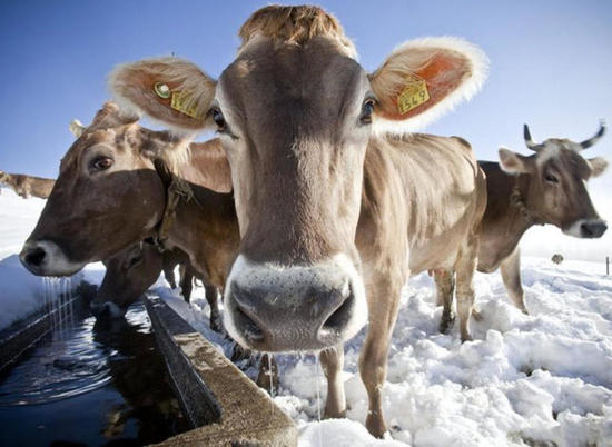 Более миллиона тонн кормов заготовили на зимовку волгоградским животным