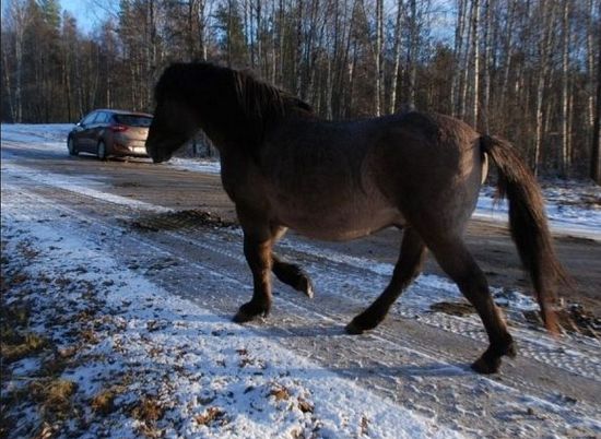 На трассе в Волгоградской области машина врезалась в лошадь: есть пострадавшие