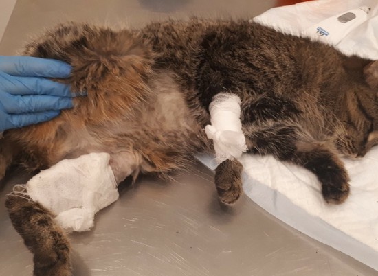 В Волгограде ветеринары третий месяц спасают упавшую из окна кошку