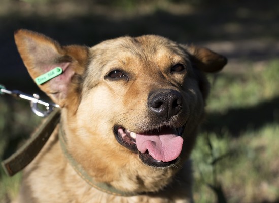 Собака Лиза, три года прожившая в приюте, ждет своих новых хозяев