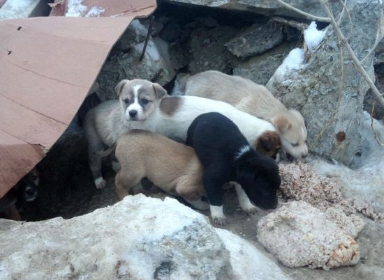 В Волгограде жестоко избавились от пяти маленьких щенков