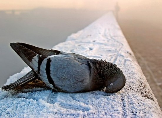 В Волгограде массово гибнут голуби из-за резких перепадов температур
