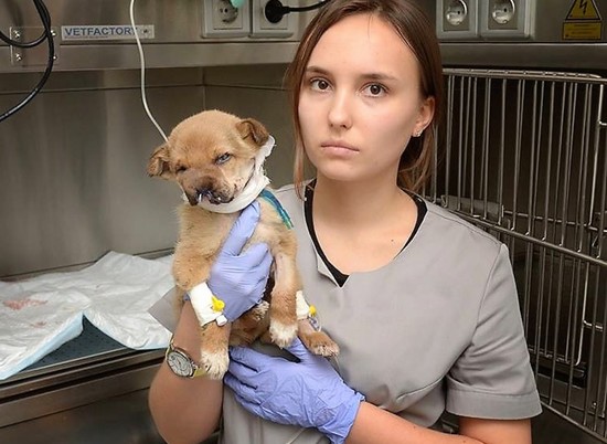 Волгоградские ветеринары спасают щенка без нижней челюсти