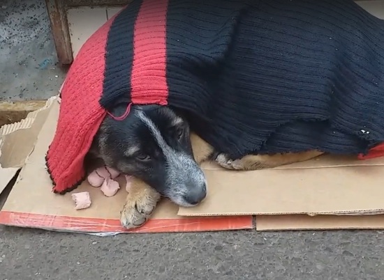 Волгоградцев призывают спасти обессиленную собаку на рынке