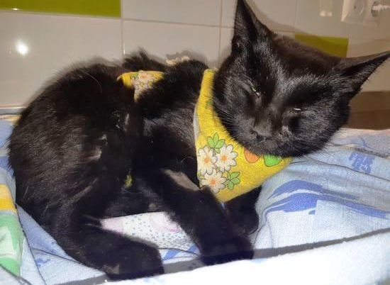Волгоградские волонтеры призывают спасти больную кошку от усыпления