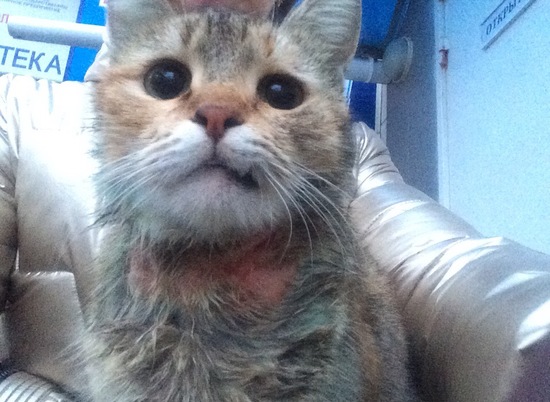 Волгоградцев призывают спасти кошку с большими зелеными глазами