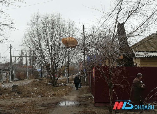 В Волгограде кот-гигант захватил дерево на улице Кузнецова