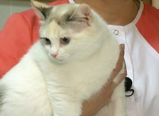 Ветеринары в Волгограде спасли кошку Лелю, рожавшую котят от мейн-куна