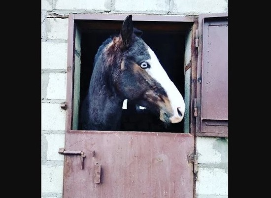 В Волгограде за 200 тысяч продают заезженного коня с голубыми глазами