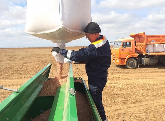 В Волгоградской области засеяно более 56 тысяч га зерновых культур