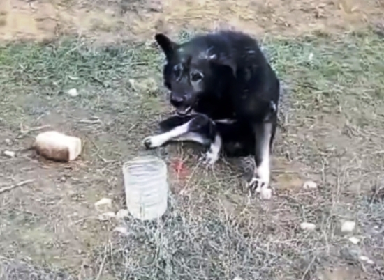 В волгоградском приюте спасают сбитого на трассе пса по кличке Рокки