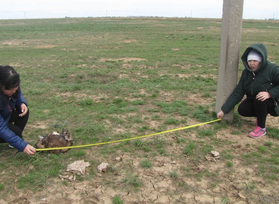 В Волгоградской области погиб севший на ЛЭП краснокнижный степной орел