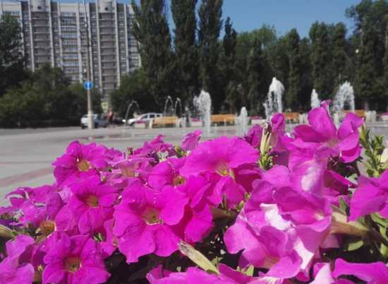 69 тысяч цветов украсят Волгоград ко Дню Победы