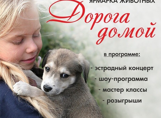 В Волгограде вновь пройдет ярмарка бездомных животных