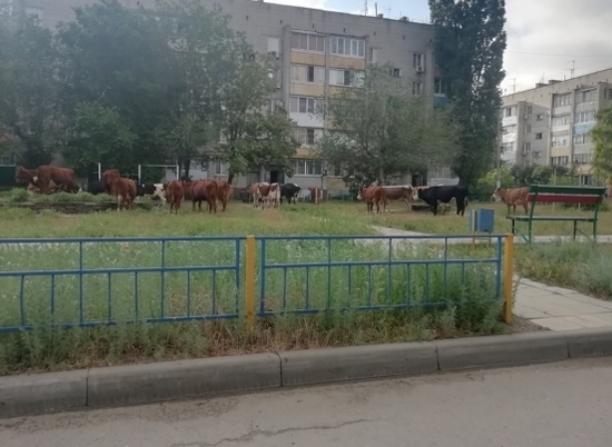 Детская площадка в Волгограде стала пастбищем для стада коров